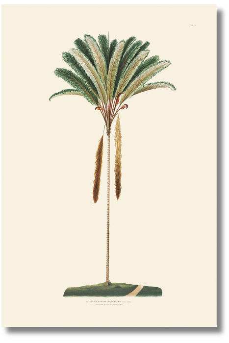 Rodriguez - Palm XI
