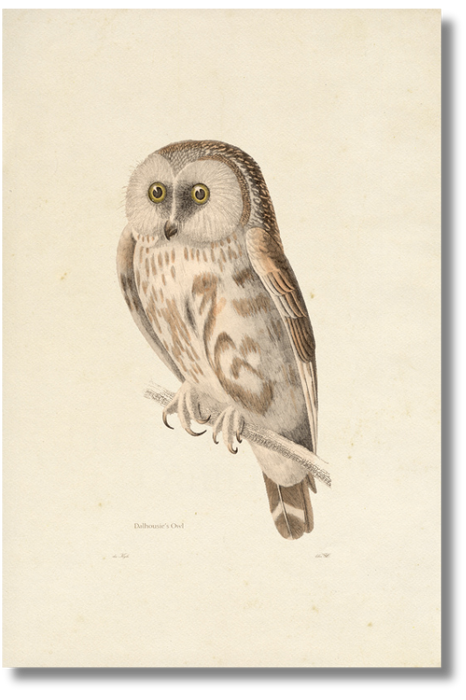 Dalhousies Owl