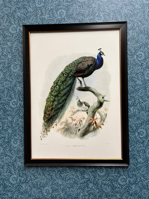 Elliot - Pavo Cristatus - Framed A1