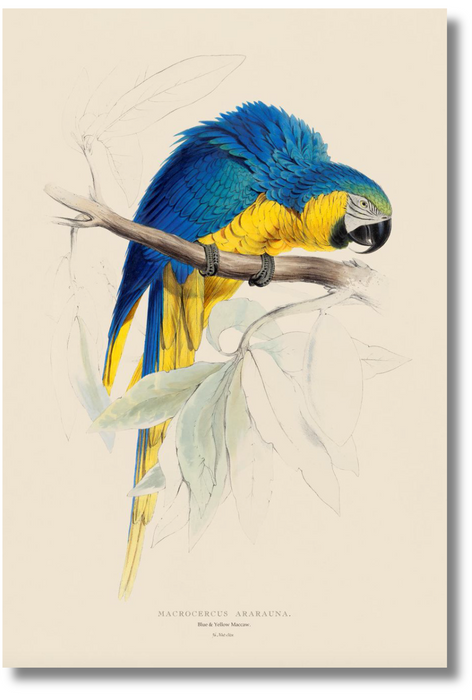 Lear Parrot - Blue and Yellow Macaw