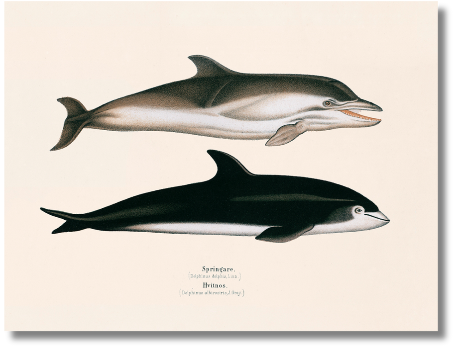 Springare & Hvitnos Dolphins