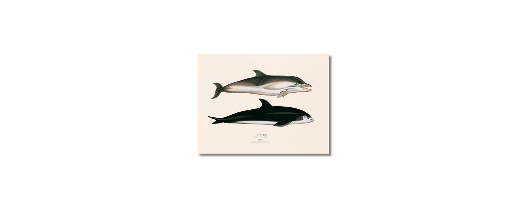 Springare & Hvitnos Dolphins
