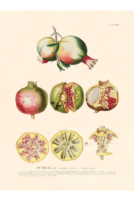 Trew Botanical - Pomegranate