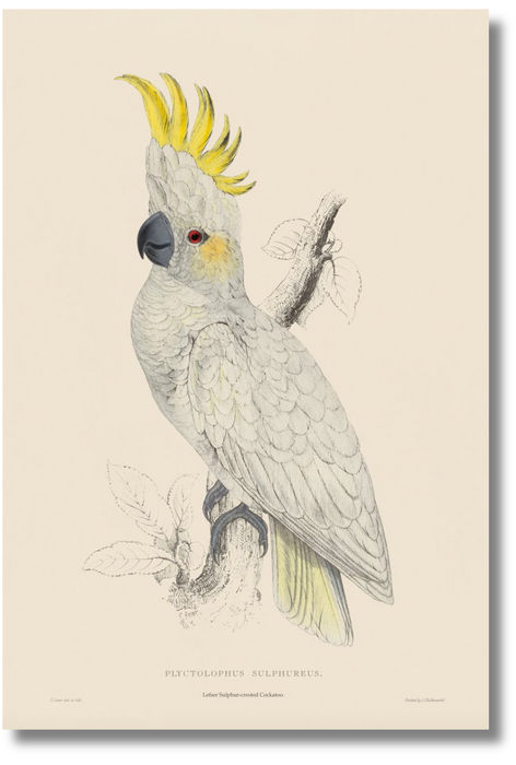 Lear Parrot - Lefser Sulphur-crested Cockatoo