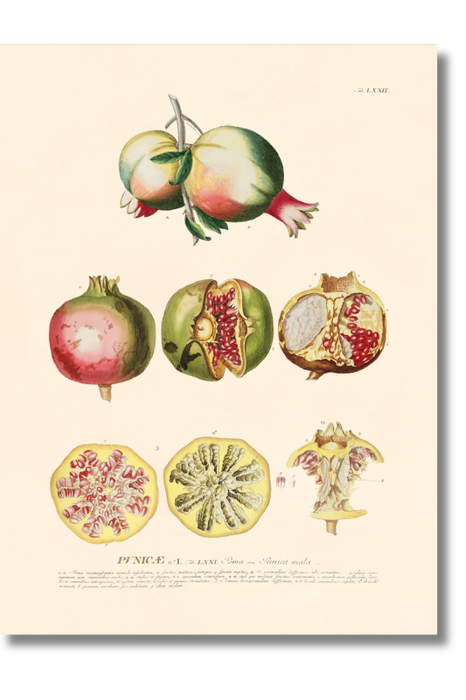 Trew Botanical - Pomegranate