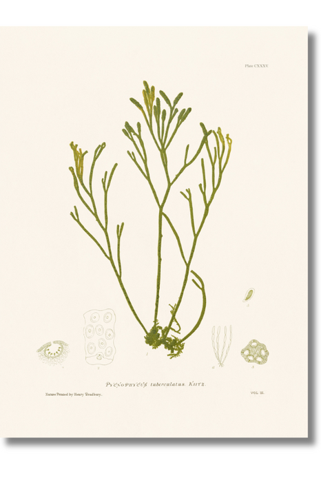 Bradbury - Seaweed XIV