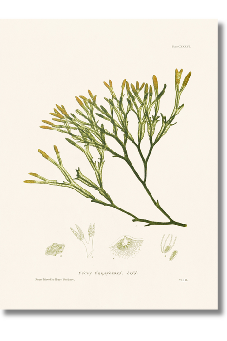 Bradbury - Seaweed XII