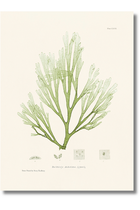 Bradbury - Seaweed IX