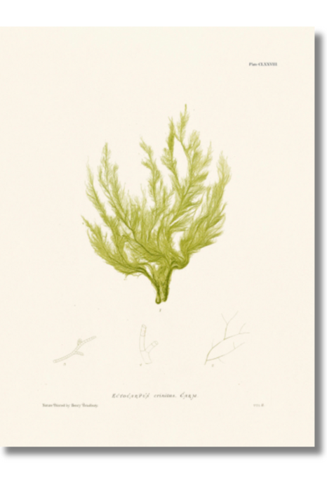 Bradbury - Seaweed VII