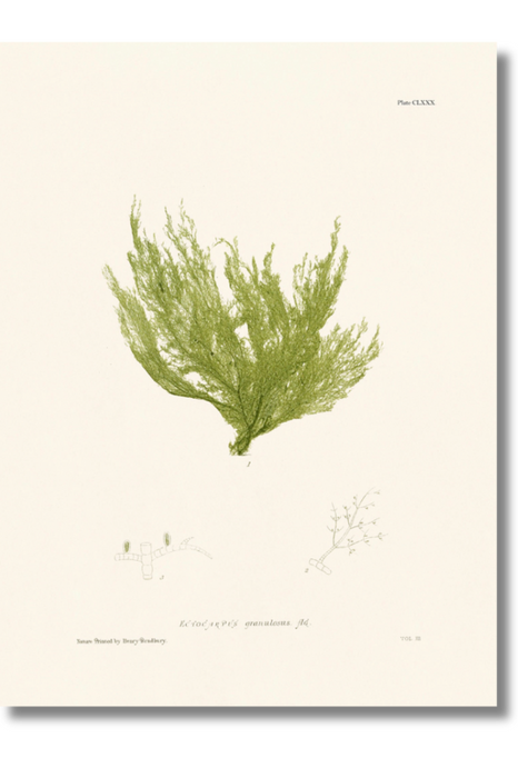 Bradbury - Seaweed VI
