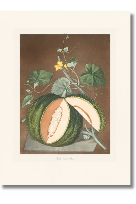 Brookshaw - White Seeded Rock Melon