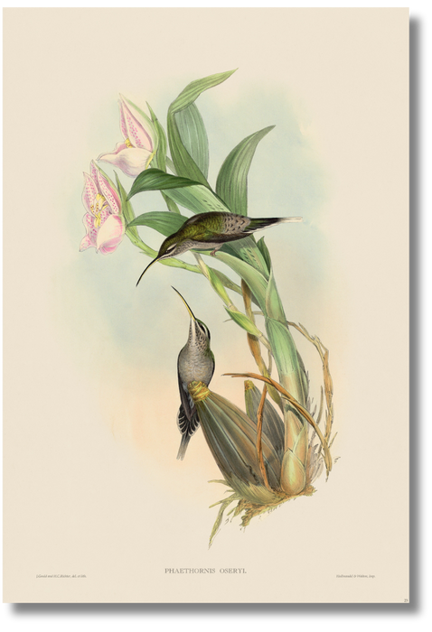 Gould - Hummingbird III