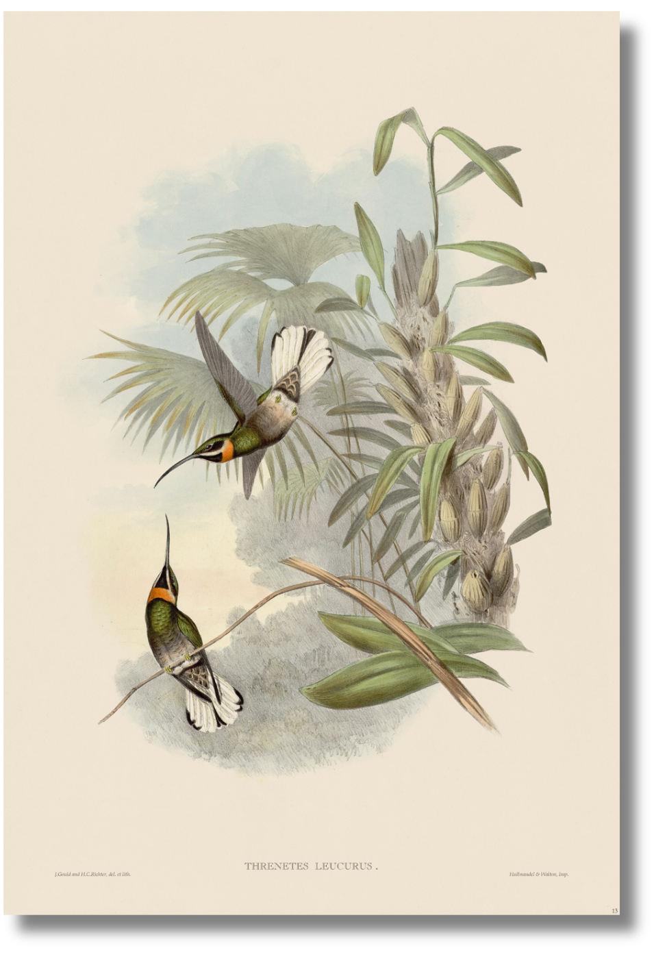 Gould - Hummingbird VII– Isla Design