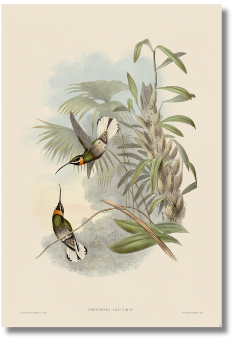 Gould - Hummingbird VII