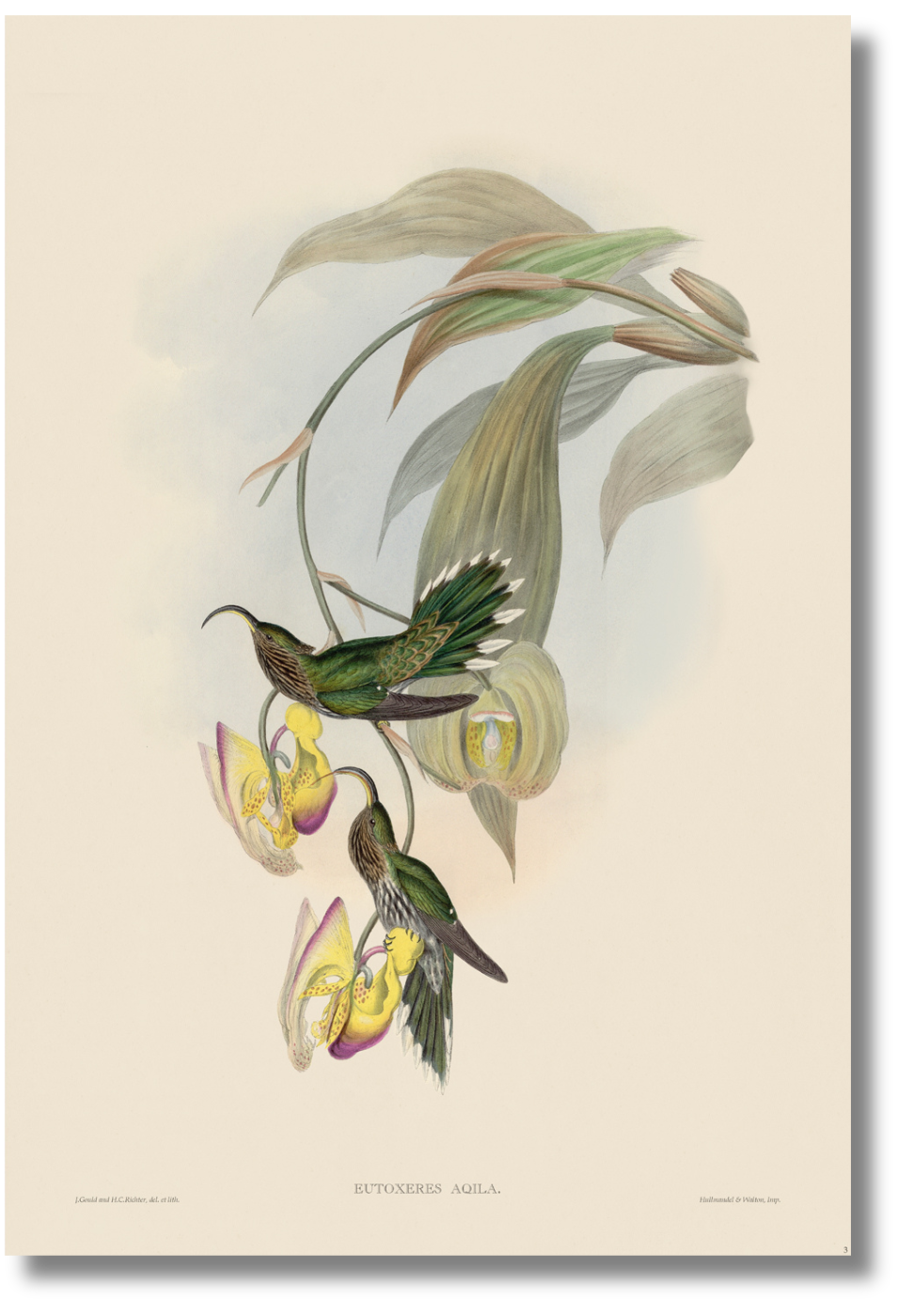 Gould - Hummingbird IV– Isla Design