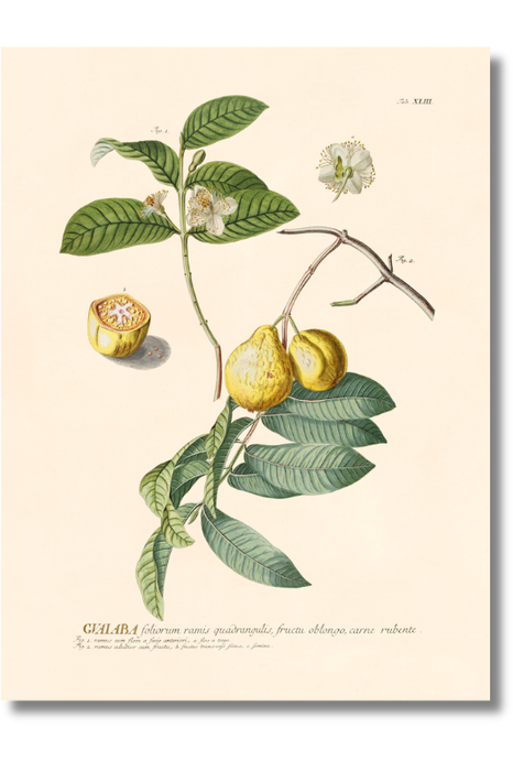 Trew Botanical - Guava