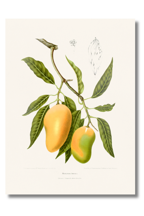 Van Nooten - Mangifera Indica