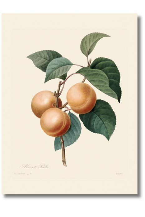 Redoute - Apricot