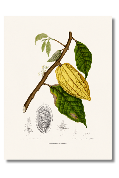 Van Nooten - Theobroma Cacao