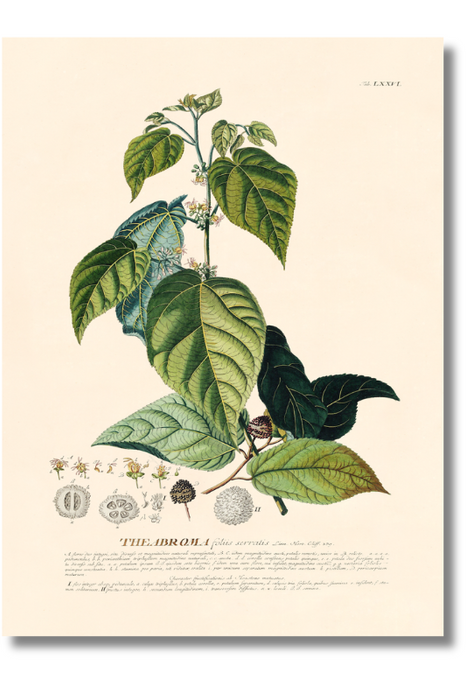Trew Botanical - The Abroma