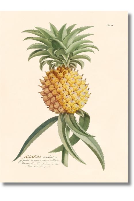 Trew Botanical - Ananas I