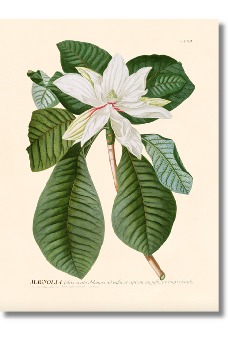 Trew Botanical - Magnolia Long-Leaved