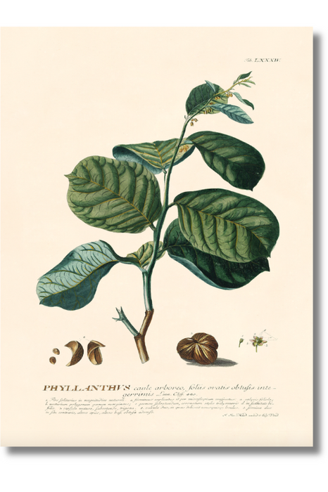 Trew Botanical - Phyllanthus