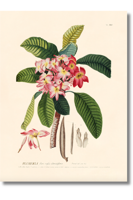 Trew Botanical - Plumeria
