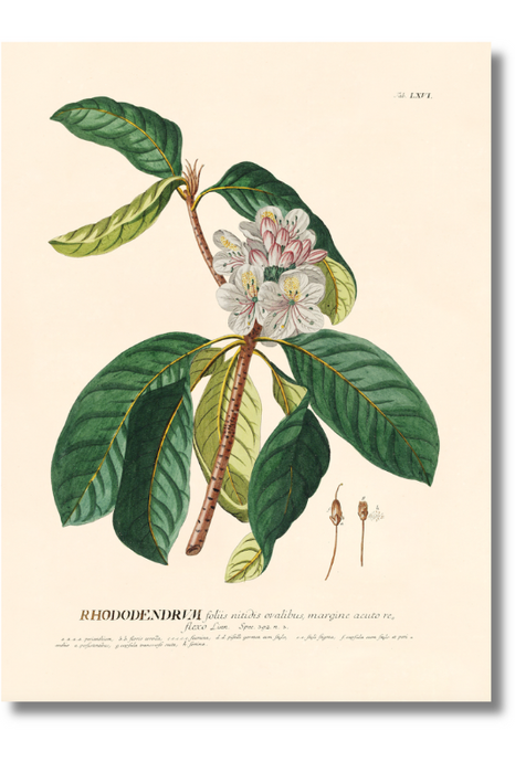 Trew Botanical - Rhododendron