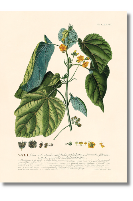 Trew Botanical - Sida