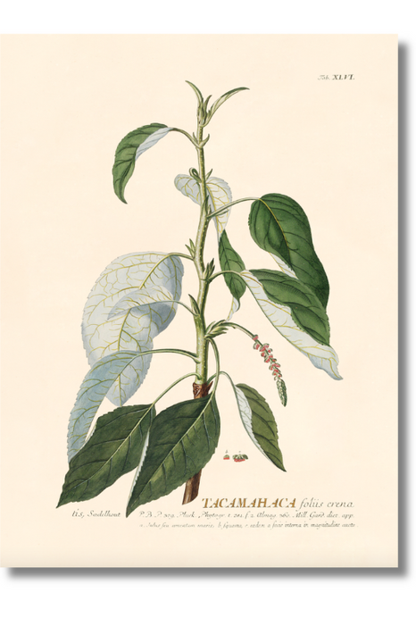 Trew Botanical - Tacamahaca