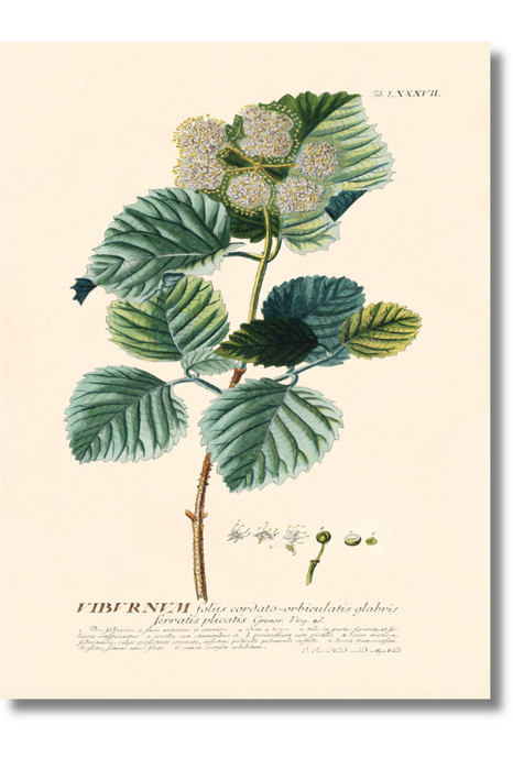 Trew Botanical - Viburnum